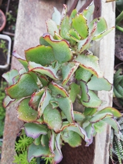 Crassula arborescens undulatifolia