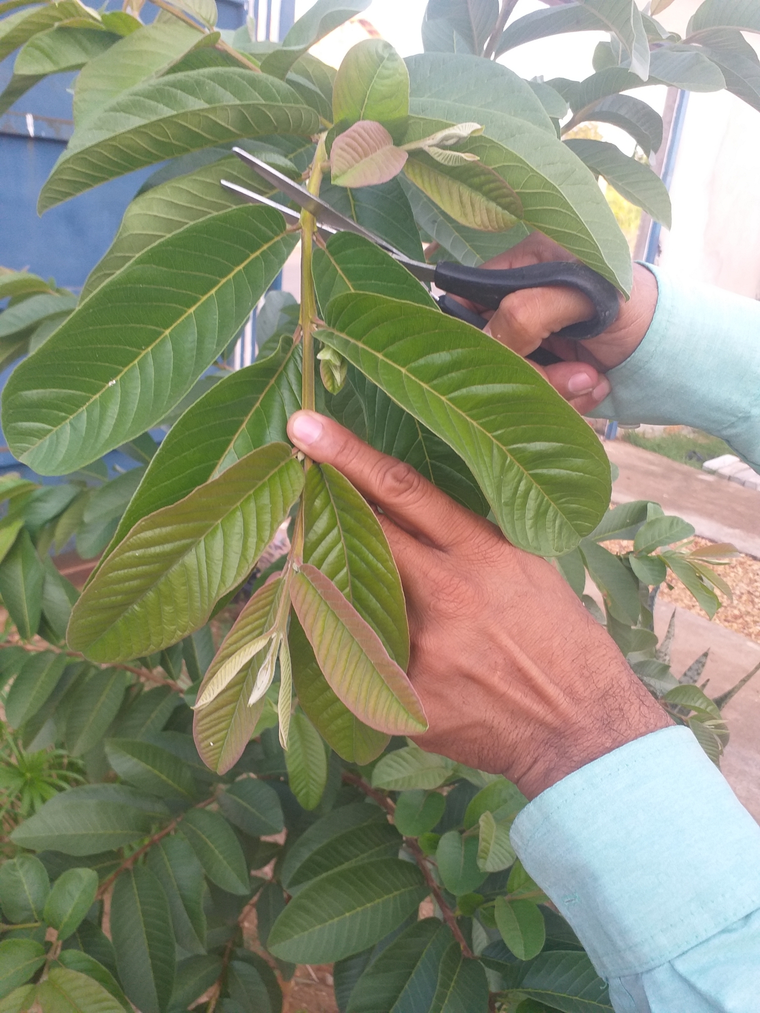 Psidium guajava