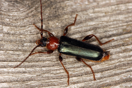 Phymatode variable