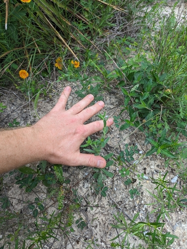 Image of Lithospermum mirabile by (c) Cleveland Powell, some rights reserved (CC BY)