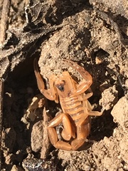 Centruroides exilicauda