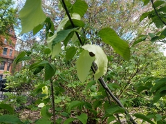 Davidia involucrata