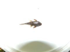 Ancistrus malacops