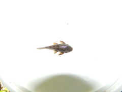 Ancistrus malacops