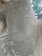 Casimiroa edulis