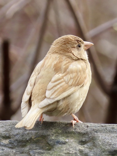 House Sparrow photographed in New York