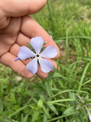 Woodland phlox
