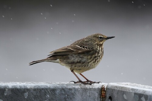 Pipit maritime