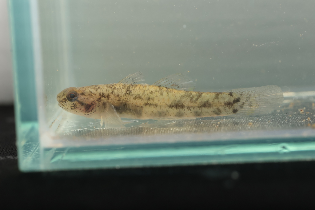Jeff's Snubnose Goby