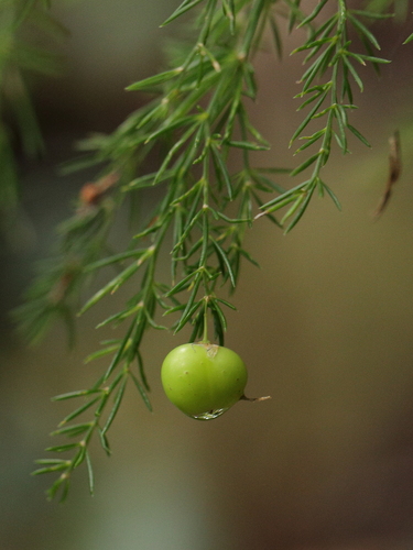 Monteverde asparagus (Asparagus fallax)
