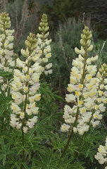Lupinus arbustus