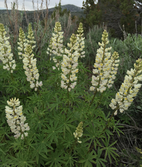 Lupinus arbustus