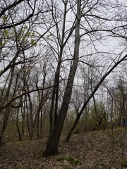 Populus