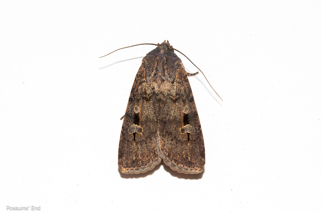 Bogong moth (Agrotis infusa)