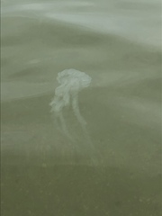 Rhopilema hispidum