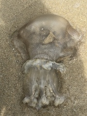 Rhopilema hispidum