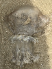 Rhopilema hispidum