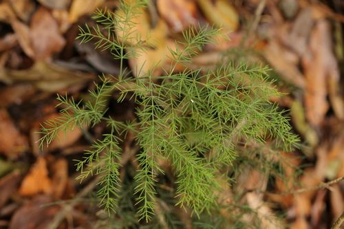 Asparagus fallax, photograph 5
