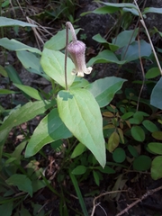 Clematis ochroleuca