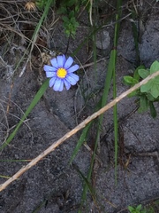 Felicia aethiopica