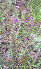 Boechera divaricarpa