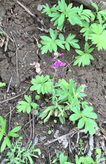 Boechera divaricarpa