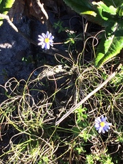 Felicia aethiopica