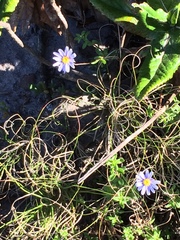 Felicia aethiopica