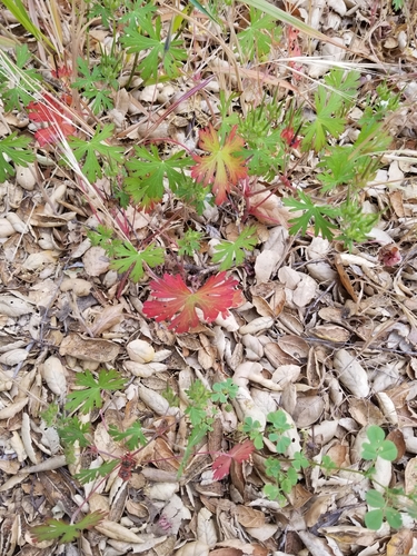iNaturalist observation photo of Carolina crane's-bill