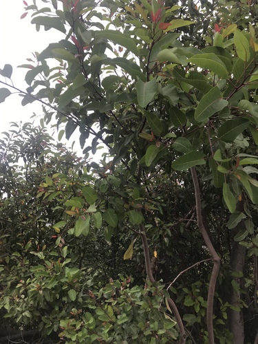 iNaturalist observation photo of laurel sumac