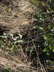 Hepatica americana