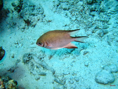 Amblyglyphidodon indicus