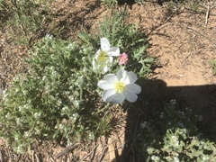 Oenothera albicaulis