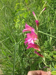 Gladiolus italicus