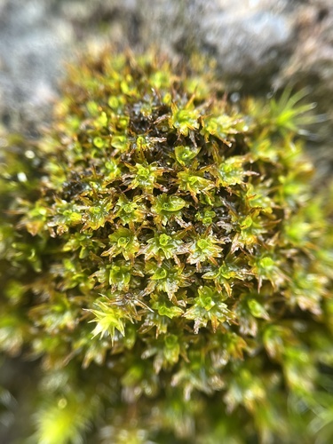 Syntrichia fragilis