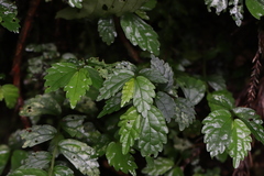 Elatostema microcephalanthum