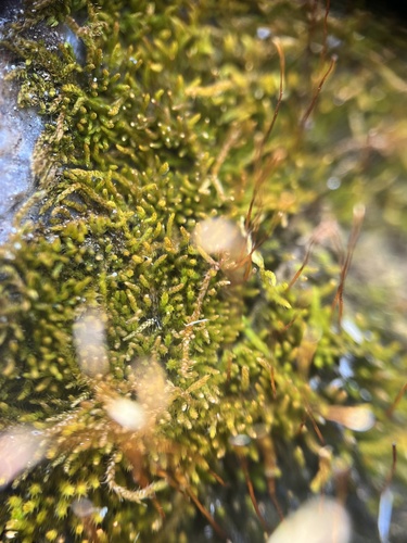 Haplocladium angustifolium