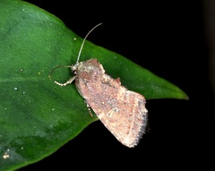 Elusa antennata