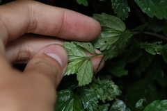 Elatostema microcephalanthum