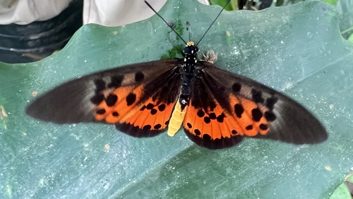 Elegant Acraea