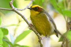 Golden-Browed Warbler photo 4
