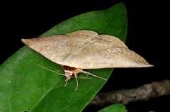 Hypopyra vespertilio