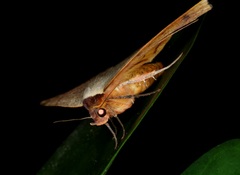 Hypopyra vespertilio