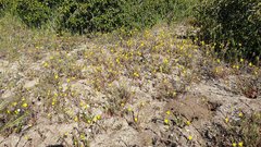 Camissoniopsis ignota