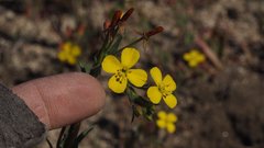 Camissoniopsis ignota