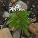 Stevia chamaedrys - Photo no hay derechos reservados, subido por Hugo Hulsberg