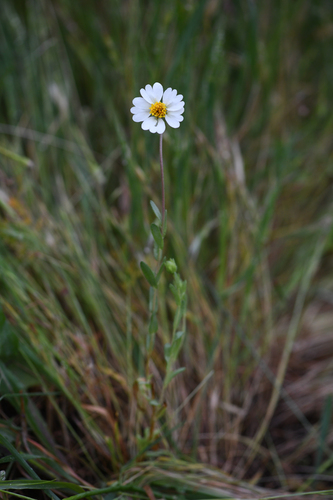 Comanche Point layia (Layia leucopappa)