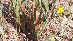 Camissoniopsis ignota