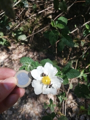 Adela australis