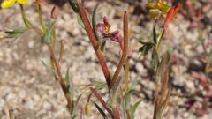 Camissoniopsis ignota